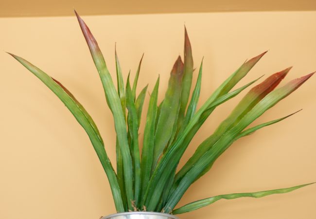 Apartment in Seven Mile Beach - #18 Villa Gypsy Soul at The Grove Apartment in Seven Mile Beach - #18 Villa Gypsy Soul at The Grove